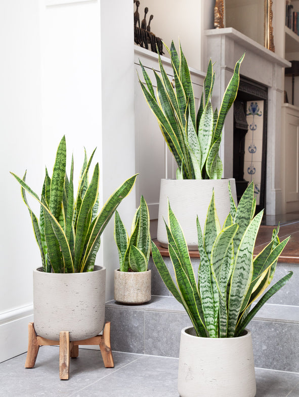 Snake Plant